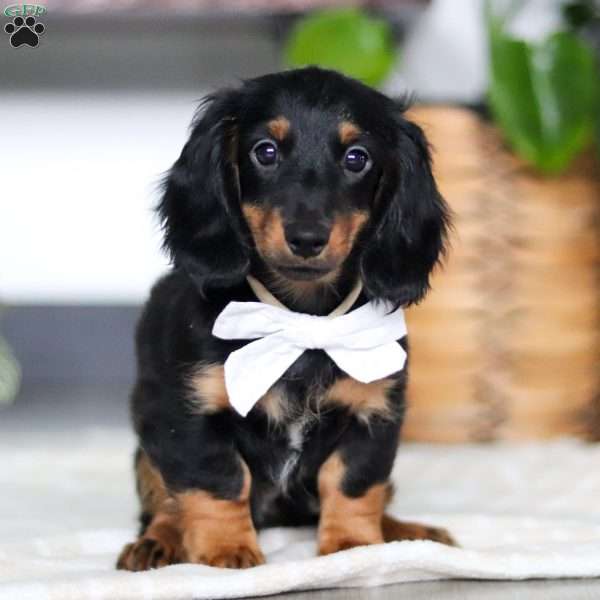 Buddy, Dachshund Puppy